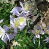 Columbine by the trail