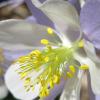 Columbine