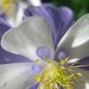Columbine