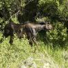 And another moose!