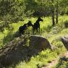 Afternoons in Vedauwoo, with moose