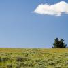 Wildflowers cover the hillside