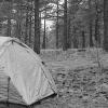 Tents in the trees
