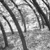Mountain Oaks