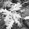 Wet, young oak leaves