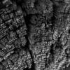An old log