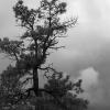 Clouds and pine trees surround Tres Piedras
