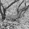 More scrub oaks