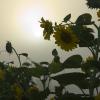 Fog and sunflowers