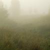Walkers in the fog