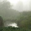 Fog and creek