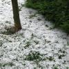 Accumulated hail in the front yard