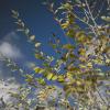 Sun, blue skies, fall colors, hooray!