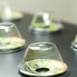 Hydroponics