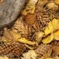 Fall on the Poudre River:  October 13, 2007