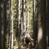 Mark hikes through the thick coniferous forest