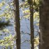 Blue water through the trees