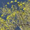 New, baby aspen leaves were out everywhere