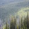 Pinetrees cover the mountainsides