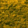 There's a lot of fish in these streams