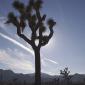 Backpacking Joshua Tree NP:  November 3-4, 2007