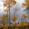 A forest in gold