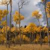 Aspens in gold
