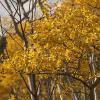 Thickets of bright yellow