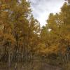 A road covered in fall beauty