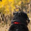 Liv in the meadow grasses