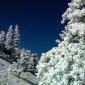 Snow on Greyrock Meadows Trail: December 9, 2007