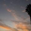 Sunrise and palm trees