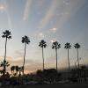 Palm trees line the beach