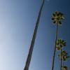 Palm trees in the sun