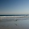 Sea birds at low tide