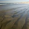 Sand, water, birds, sun