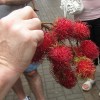 Rambutan - exotic fruit from Chinatown