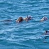 This was a big pod (~50) of Spinner Dolphins