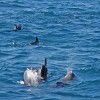 Spinner Dolphins playing