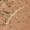 A huge, fat, and relaxed rattle snake