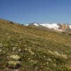A beautiful field of tundra wildflowers at 11,700ft altitude